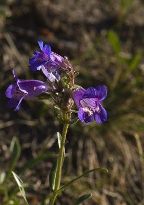 K224705-Wild bluebells.jpg