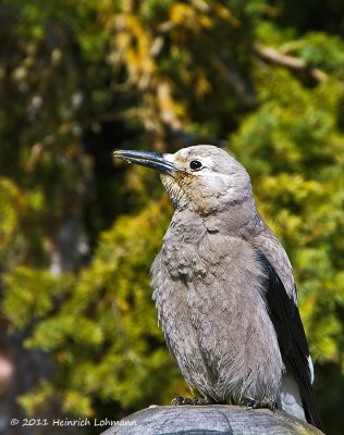 K5D1286-Clarks Nutcracker.jpg