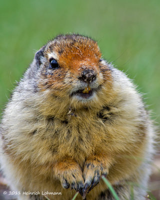 K5D0741-Columbian Ground Squirrel.jpg