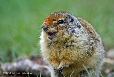 K5D0745-Columbian Ground Squirrel.jpg