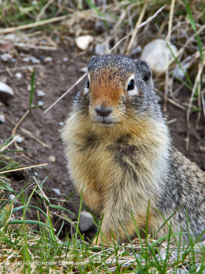 K5D0787-Columbian Ground Squirrel.jpg
