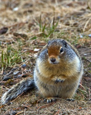 K5D0803-Columbian Ground Squirrel.jpg