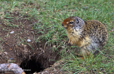 K5D0816-Columbian Ground Squirrel.jpg