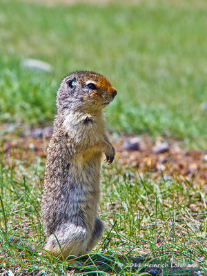 K5D1097-Columbian Ground Squirrel.jpg