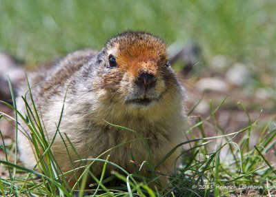 K5D1109-Columbian Ground Squirrel.jpg