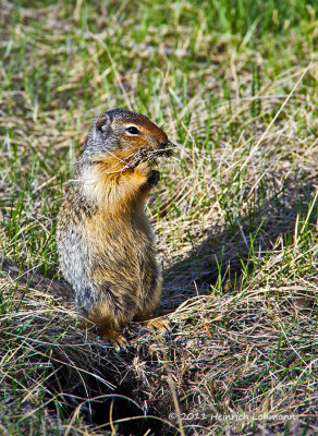 K5D1130-Columbian Ground Squirrel.jpg