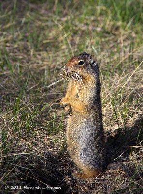 K5D1145-Columbian Ground Squirrel.jpg
