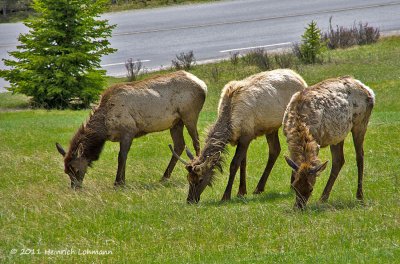 K5D1001-Banff National Park.jpg