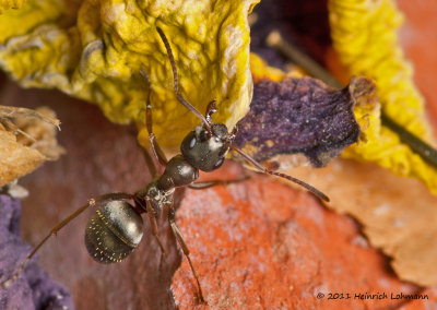 K5D1669-Ant.jpg