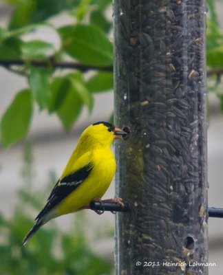 K5D1549-American Goldfinch.jpg