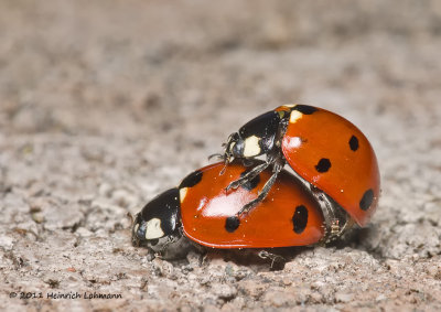 K5D1752-Ladybugs-mating.jpg