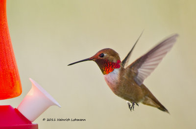 K5D2090-Rufous Hummingbird male.jpg