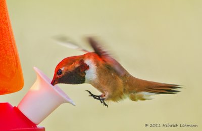 K5D2093-Rufous Hummingbird male.jpg