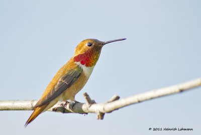 K5D2097-Rufous Hummingbird male.jpg