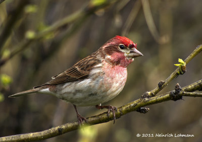 K5D2428-Cassin's Finch.jpg