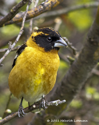 K5D2227-Black-headed Grosbeak.jpg
