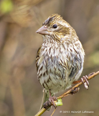 K5D2411-Pine Siskin.jpg