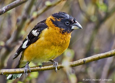 K5D2442-Black-Headed Grosbeak.jpg