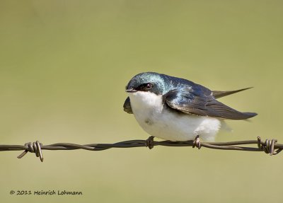 K5D3445-Tree Swallow.jpg