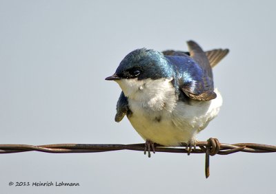 K5D3451-Tree Swallow.jpg