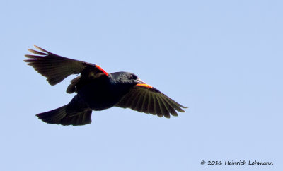 K5D3524-Red-winged Blackbird male.jpg