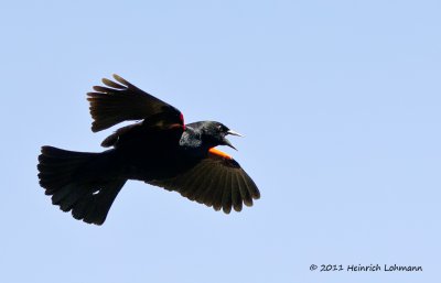 K5D3526-Red-winged Blackbird male.jpg