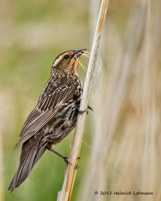K5D3847-Red-winged Blackbird female.jpg