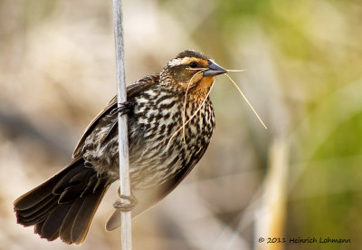 K5D3867-Red-winged Blackbird female .jpg