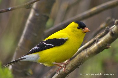 K5D3217-American Goldfinch male .jpg