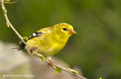 K5D1979-American Goldfinch female.jpg