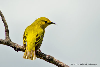 K5D3876-Yellow Warbler.jpg