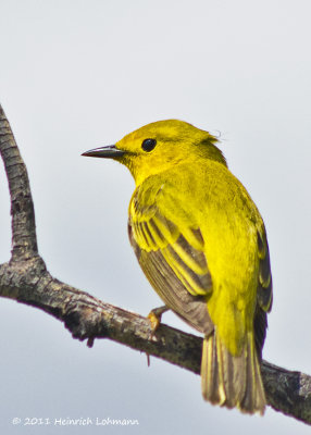 K5D3879-Yellow Warbler.jpg