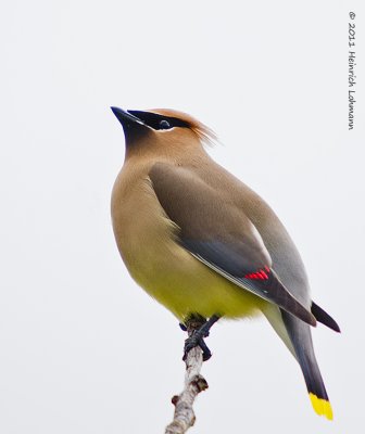 K5D4152-Cedar Waxwing.jpg