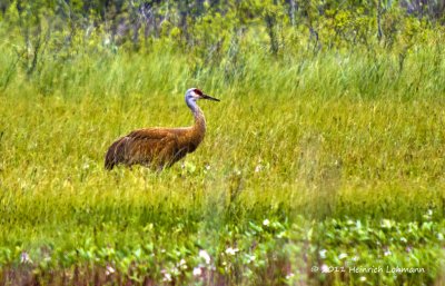 K5D4040-Sandhill Crane.jpg