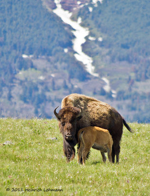 K5D3473-Bison.jpg