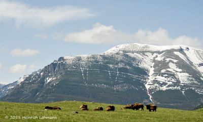 K5D3454-Waterton N.P..jpg