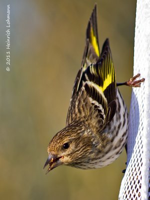 K5D3250-Pine Siskin.jpg