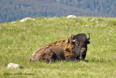 K5D3345-Bison.jpg