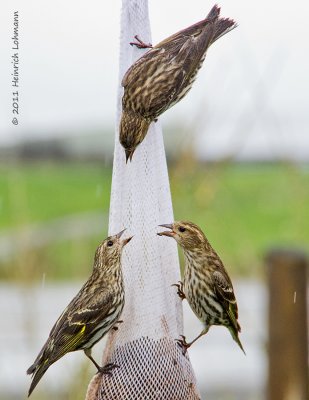 K5D2373-Pine Siskins.jpg