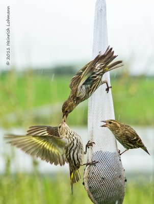 K5D2375-Pine Siskins.jpg