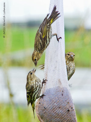 K5D2380-Pine Siskins.jpg