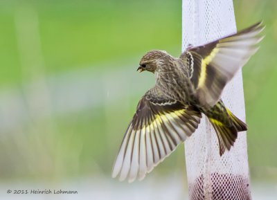 K5D2483a-Pine Siskin.jpg