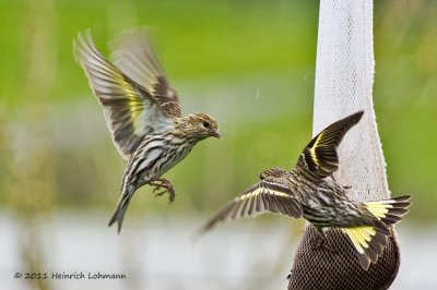 K5D2500-Pine Siskins.jpg