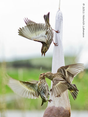 K5D2531-Pine Siskins.jpg