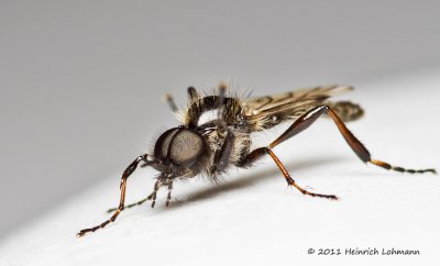 K5D4230-Unidentified small fly.jpg