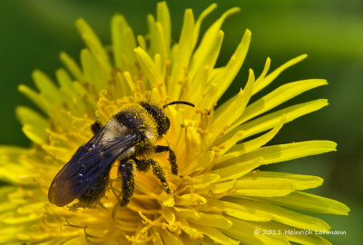 K5D3571-Mining Bee.jpg