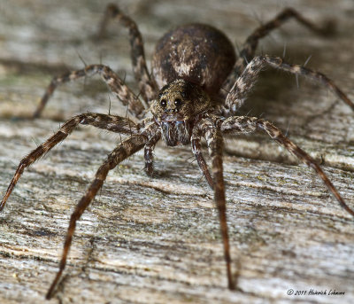 K5D6403-Inconspicuous Crab Spider.jpg