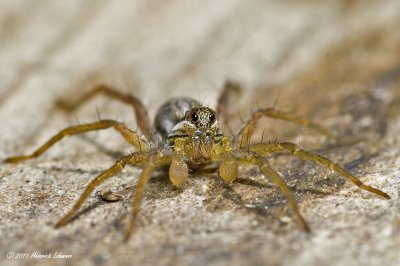 K5D5748-Unidentified spider.jpg