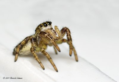 K5D5752-Metephid Jumping Spider.jpg