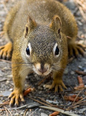 K5D6499-Squirrell.jpg